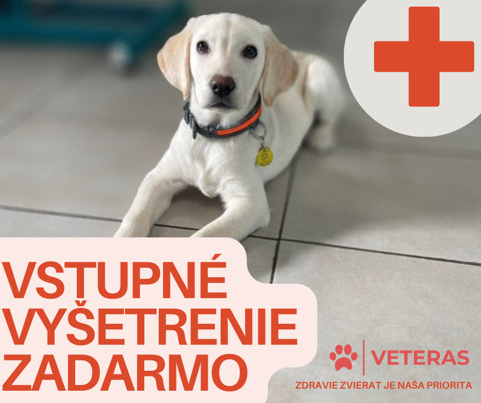 PREVENTÍVNA PREHLIADKA A VSTUPNÉ VYŠETRENIE  ZADARMO! Veterinár Košice VETERAS